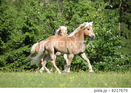 Two Haflingers Running 8227670