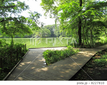 石神井公園　三宝寺池の畔 8227810
