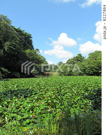 石神井公園 夏の三宝寺池 石神井公園 夏の三宝寺池 8227864