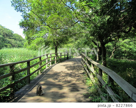 石神井公園　ネコのいる木道 8227866