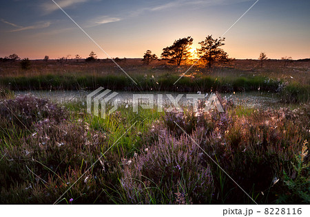 sunset over swamps and flowering heather 8228116