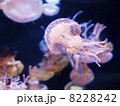 江の島海月3 8228242
