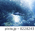 海の王者1 8228243