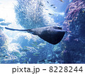 海の王者2 8228244