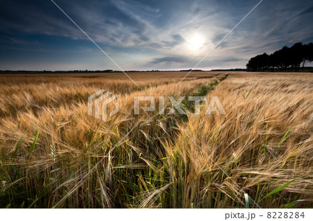 golden wheat field before sunset 8228284