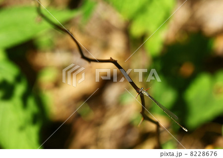 ホソミイトトンボ 8228676