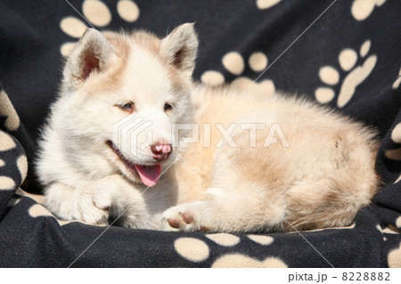 Siberian husky puppy Siberian husky puppy 8228882