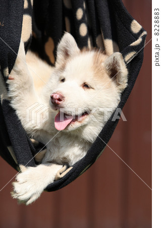 Siberian husky puppy 8228883