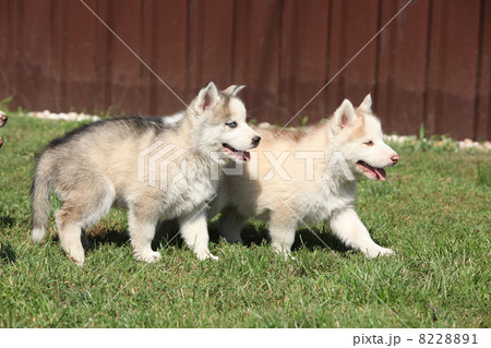 Two Siberian husky puppies 8228891