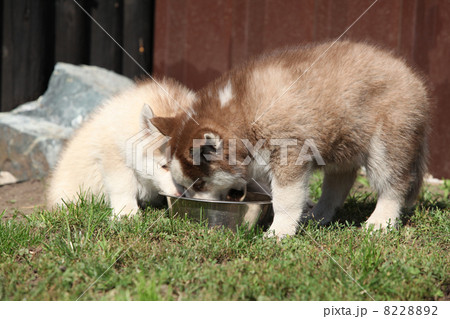 Siberian husky puppies 8228892