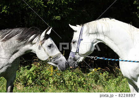 Two arabian stallions with show halters 8228897
