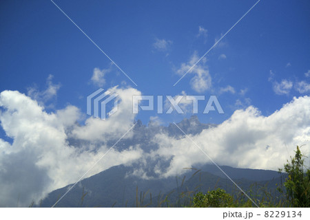 キナバル山　ボルネオ島 8229134