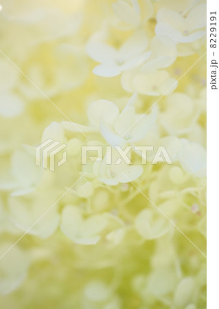 ノリウツギ ノリウツギ 8229191