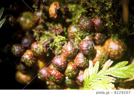 Ragang Unduk/ジャングル　ボルネオ島 8229207