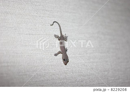 ヤモリの幼生０３ 8229208