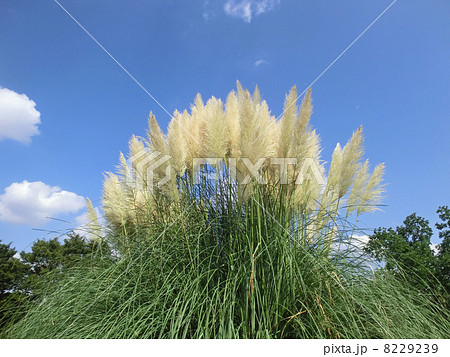 パンパスグラス 8229239