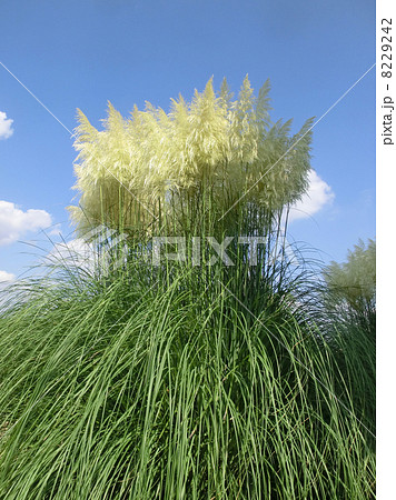 パンパスグラス パンパスグラス 8229242