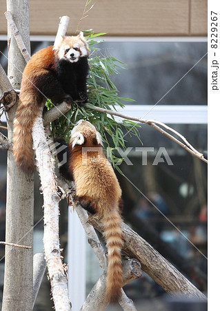 レッサーパンダ 8229267