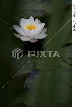 スイレン スイレン 8229272