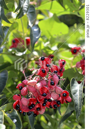 ゴンズイの実 ゴンズイの実 8229301