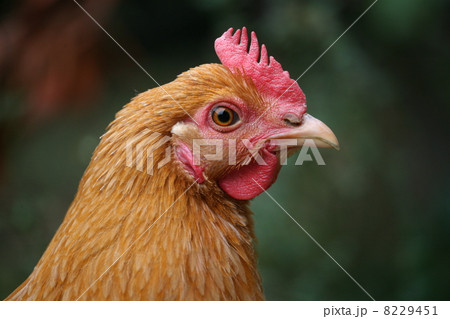 名古屋コーチンの雌 名古屋コーチンの雌 8229451