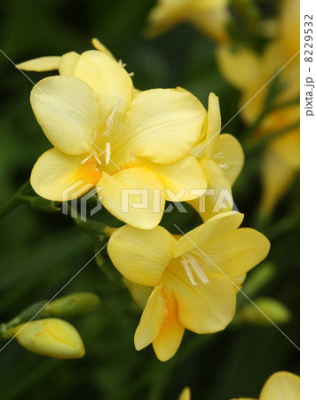 フリージア フリージア 8229532