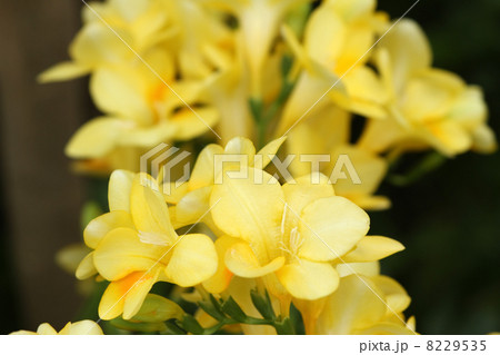 フリージア 8229535