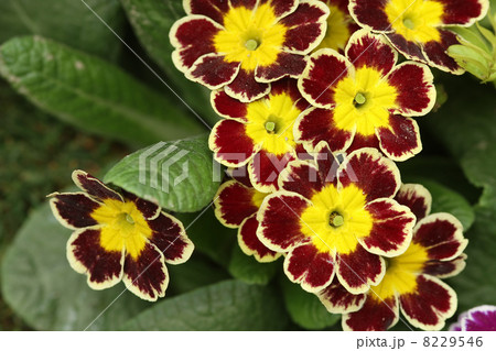 プリムラ・オブコニカ 8229546