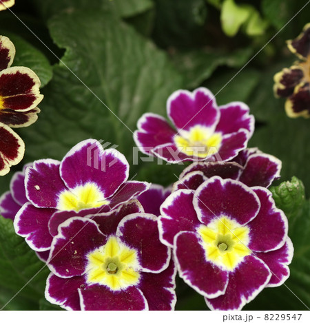 プリムラ・オブコニカ 8229547