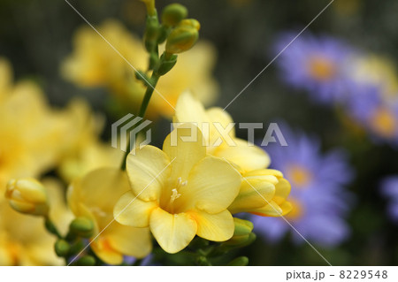 フリージア フリージア 8229548