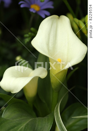 カラー カラー 8229554