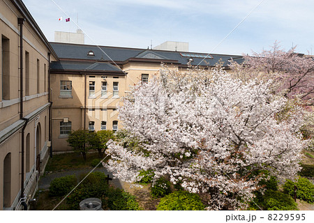 京都府庁旧本館 容保桜 京都府庁旧本館 容保桜 8229595