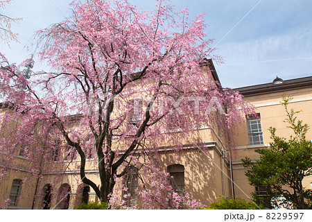 京都府庁旧本館　紅八重枝垂桜 8229597