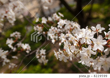 京都府庁旧本館 容保桜 京都府庁旧本館 容保桜 8229599