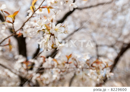 京都府庁旧本館 容保桜 京都府庁旧本館 容保桜 8229600