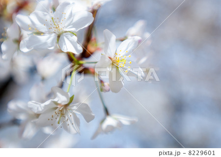京都府庁旧本館 容保桜 京都府庁旧本館 容保桜 8229601