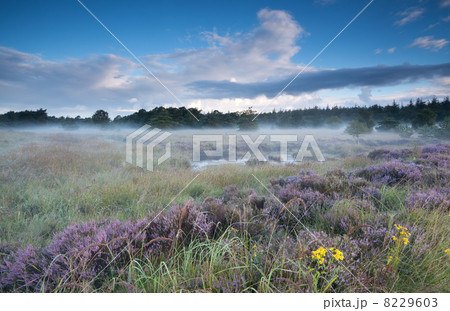 swamp and flowering heather in misty morning 8229603