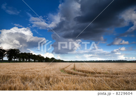 wheat field and dramatic sky 8229604