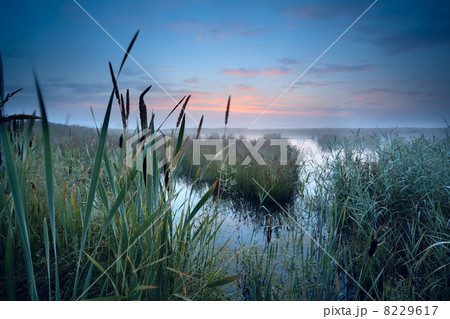 misty swamp at sunrise 8229617