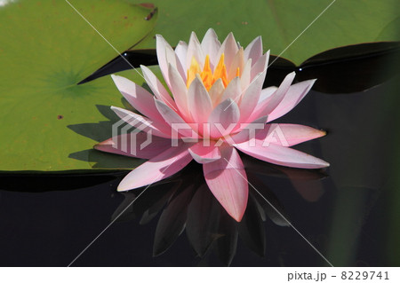 志賀高原蓮池の水蓮 8229741