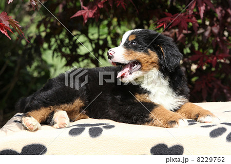 Bernese Mountain Dog puppy on blanket smiling 8229762