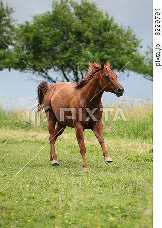 Nice Quarter horse stallion running on pasturage Nice Quarter horse stallion running on pasturage 8229794