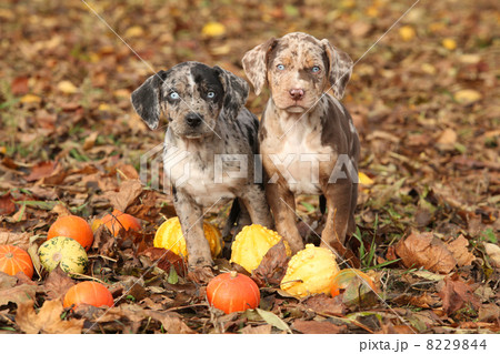 Louisiana Catahoula puppies with pumpkins in Autumn 8229844