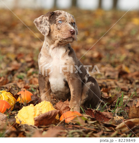 Louisiana Catahoula puppy with pumpkins in Autumn 8229849