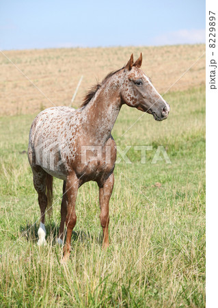 Portrait of nice appaloosa mare 8229897