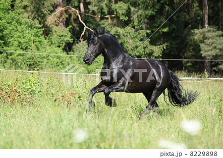 Black friesian stallion running Black friesian stallion running 8229898