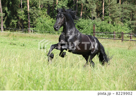 Black friesian stallion running 8229902