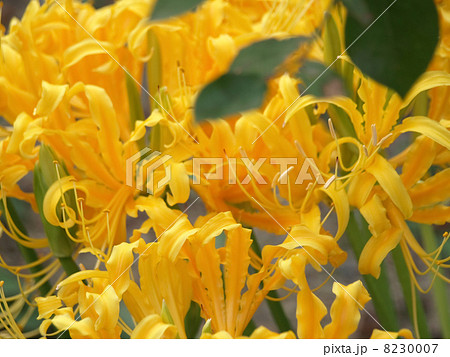 ショウキラン 8230007