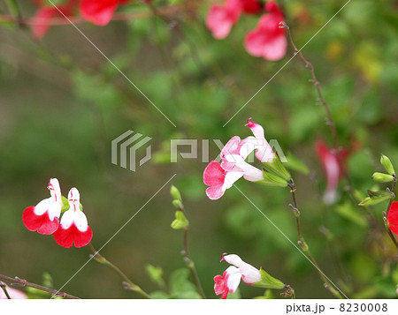 チェリーセージ 8230008