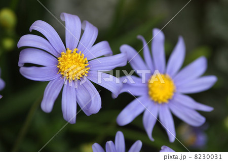 ブルーデージー ブルーデージー 8230031